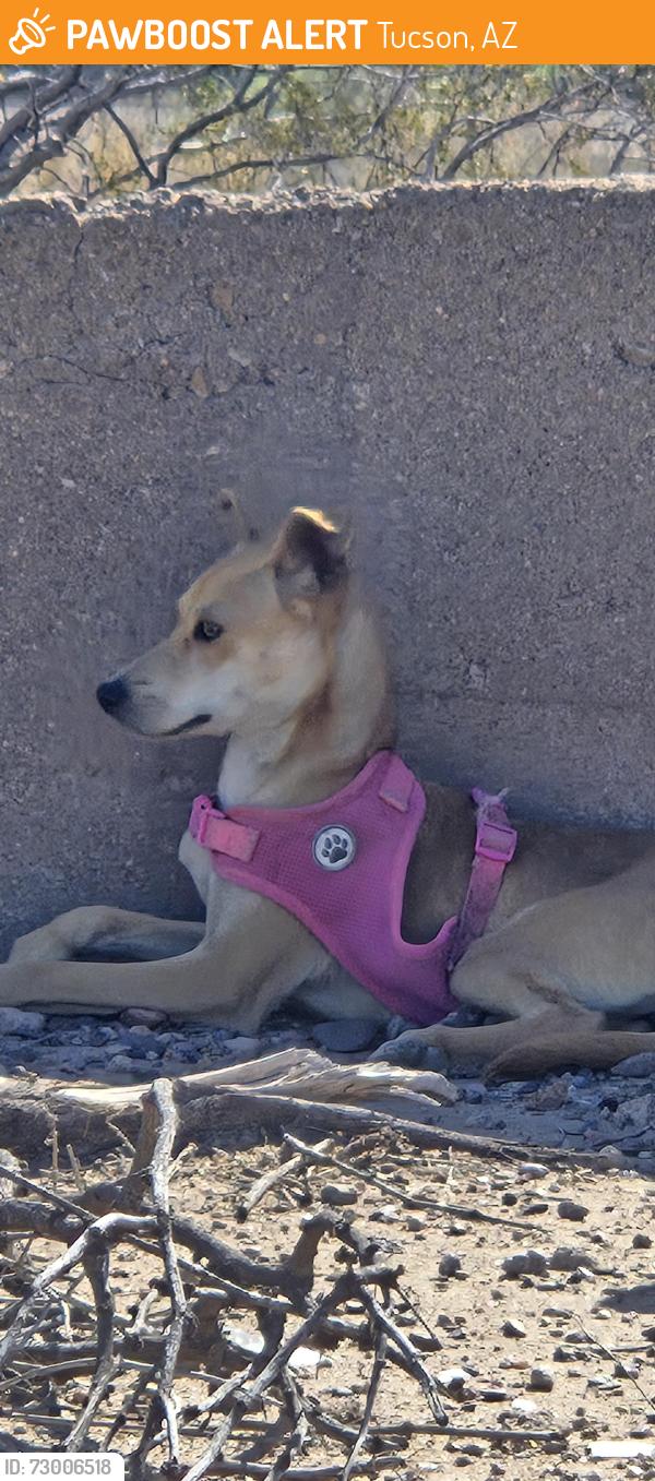 Found/Stray Female Dog last seen Ajo & i10, Tucson, AZ 85713