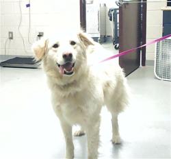 Shelter Stray Male Dog last seen , 4704 Corporation Dr, Fayetteville, NC 28306, USA