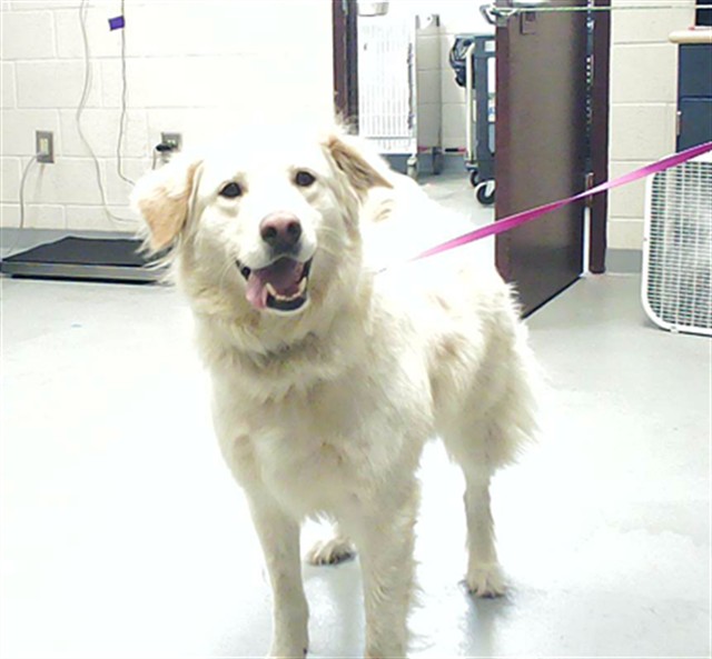 Shelter Stray Male Dog last seen , 4704 Corporation Dr, Fayetteville, NC 28306, USA