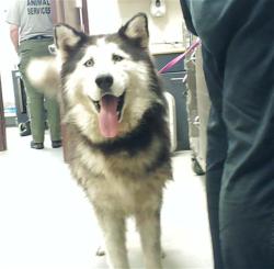 Shelter Stray Female Dog last seen , 4704 Corporation Dr, Fayetteville, NC 28306, USA