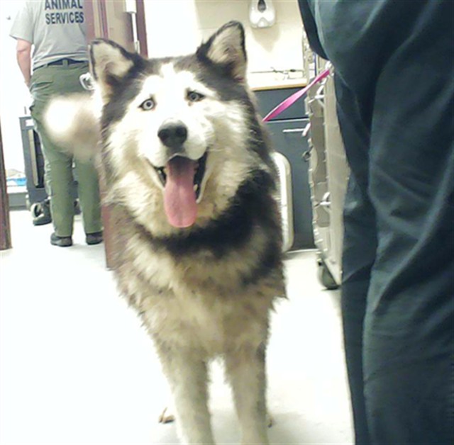 Shelter Stray Female Dog last seen , 4704 Corporation Dr, Fayetteville, NC 28306, USA
