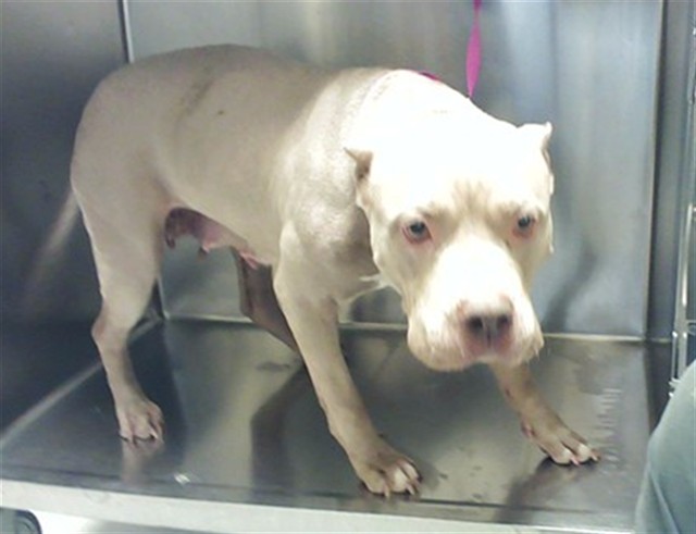 Shelter Stray Female Dog last seen , 4704 Corporation Dr, Fayetteville, NC 28306, USA