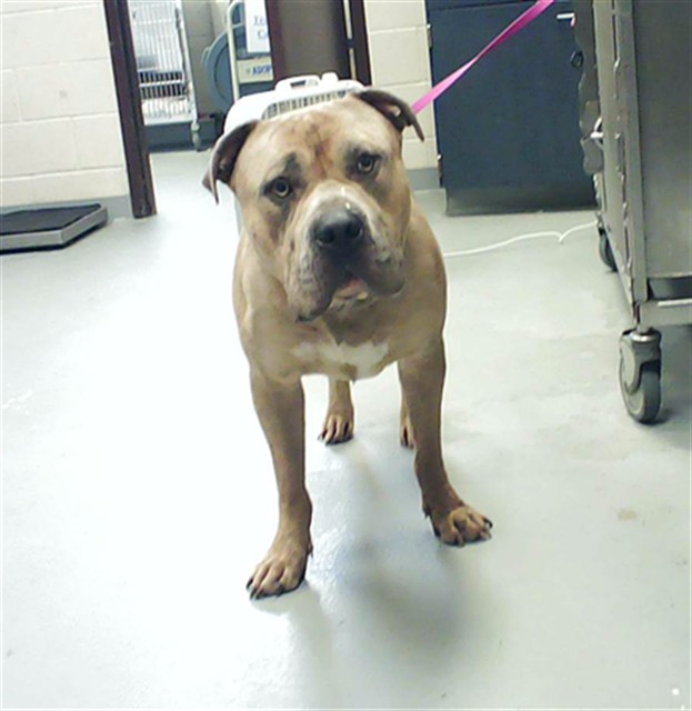 Shelter Stray Male Dog last seen , 4704 Corporation Dr, Fayetteville, NC 28306, USA