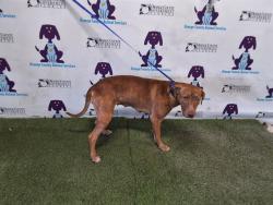 Shelter Stray Female Dog last seen , 2769 Conroy Rd, Orlando, FL 32839, USA