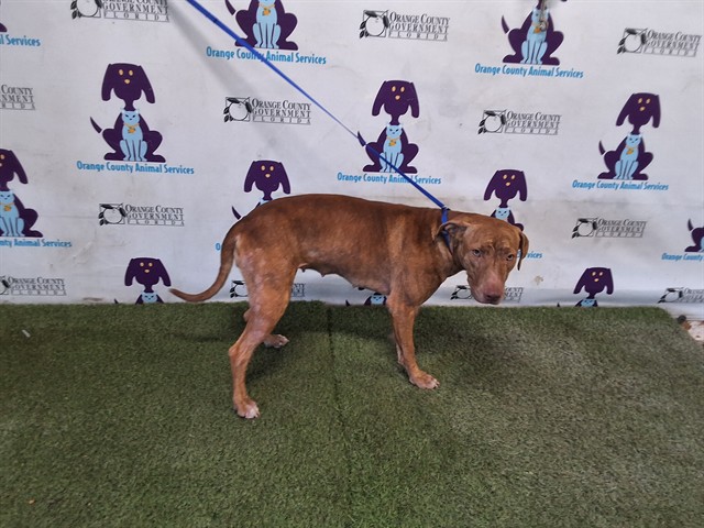 Shelter Stray Female Dog last seen , 2769 Conroy Rd, Orlando, FL 32839, USA