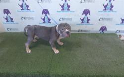 Shelter Stray Male Dog last seen , 2769 Conroy Rd, Orlando, FL 32839, USA