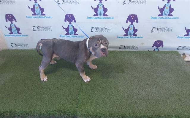 Shelter Stray Male Dog last seen , 2769 Conroy Rd, Orlando, FL 32839, USA