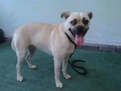 Shelter Stray Female Dog last seen , 4275 Elton St, Baldwin Park, CA 91706, USA
