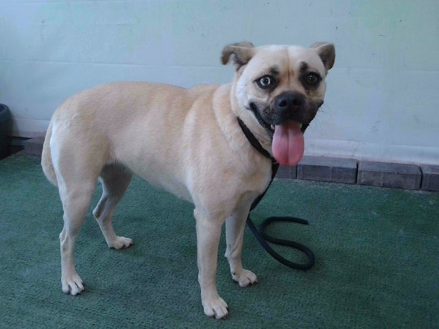 Shelter Stray Female Dog last seen , 4275 Elton St, Baldwin Park, CA 91706, USA