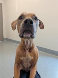Shelter Stray Male Dog last seen Near , 2600 S Harding St, Indianapolis, IN 46221, USA