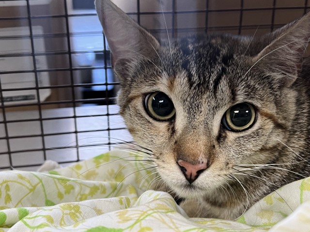 Shelter Stray Female Cat last seen INLAND CENTER DR AND RIVERWALK, 333 Chandler Pl, San Bernardino, CA 92408, USA
