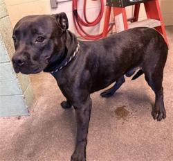 Shelter Stray Male Dog last seen TANZANITE AVE & AIRPORT RD, 2127 Front St, Sacramento, CA 95818, USA