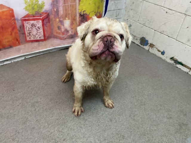Shelter Stray Male Dog last seen E RANDALL AVE X S OLIVE AVE, 333 Chandler Pl, San Bernardino, CA 92408, USA