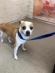 Shelter Stray Male Dog last seen JUNIPER/VILLAGE, 333 Chandler Pl, San Bernardino, CA 92408, USA