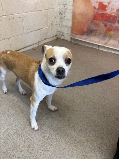 Shelter Stray Male Dog last seen JUNIPER/VILLAGE, 333 Chandler Pl, San Bernardino, CA 92408, USA