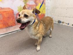 Shelter Stray Male Dog last seen FAIRLANE WAY AND W SAN BERNARDINO RD, 333 Chandler Pl, San Bernardino, CA 92408, USA