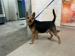Shelter Stray Male Dog last seen AUTO CENTER DR X CAMINO REAL, 333 Chandler Pl, San Bernardino, CA 92408, USA