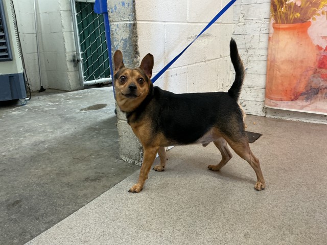 Shelter Stray Male Dog last seen AUTO CENTER DR X CAMINO REAL, 333 Chandler Pl, San Bernardino, CA 92408, USA
