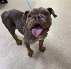 Shelter Stray Male Dog last seen Near BLOCK CHICAGO AVE, RIVERSIDE, CA, 6851 Van Buren Boulevard, Jurupa Valley, CA 92509, USA