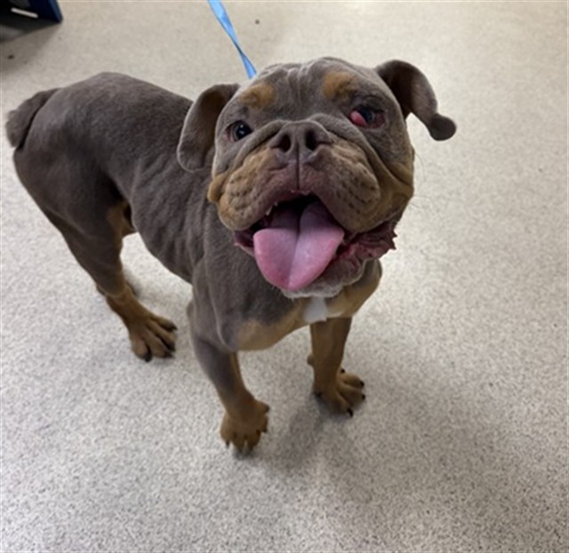 Shelter Stray Male Dog last seen Near BLOCK CHICAGO AVE, RIVERSIDE, CA, 6851 Van Buren Boulevard, Jurupa Valley, CA 92509, USA