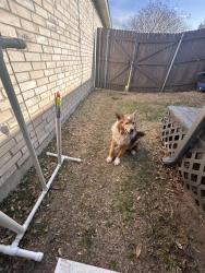 Reunited Male Dog last seen Last seen on Meadows Dr in the neighborhood across from Marshall elementary , Grand Prairie, TX 75052