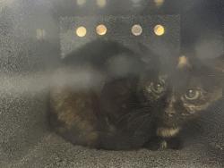 Shelter Stray Female Cat last seen Near BLOCK SPROUL LN., WALSENBURG, CO, 4600 Eagleridge Pl, Pueblo, CO 81008, USA