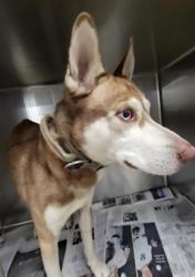 Shelter Stray Male Dog last seen , 14409 Vanowen St, Van Nuys, CA 91405, USA