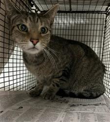 Shelter Stray Female Cat last seen , 14409 Vanowen St, Van Nuys, CA 91405, USA