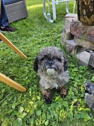 Lost Male Dog last seen Wood Lark Lane & Red Cedar Rd,  Eagan,  MN 55121, Eagan, MN 55121