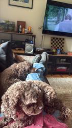 Lost Female Dog last seen Calgary    ACADIA   Armstrong Crescent , Calgary, AB T2J 0X3