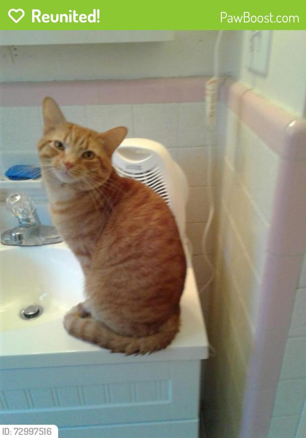 Reunited Male Cat last seen Near w, Goodlettsville, TN 37072