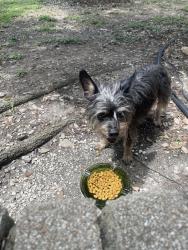 Found/Stray Unknown Dog last seen Jollyville and morado, Austin, TX 78759