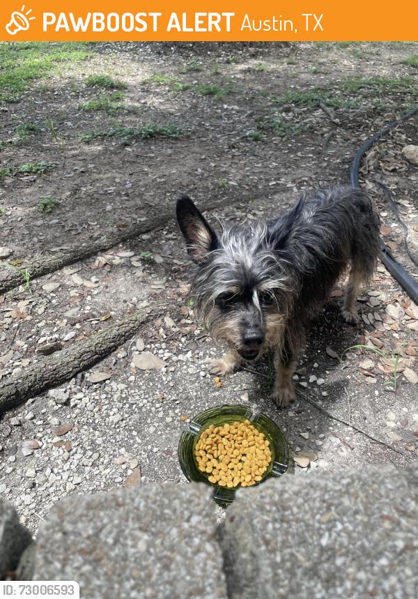 Found/Stray Unknown Dog last seen Jollyville and morado, Austin, TX 78759