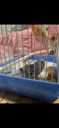 Lost Male Bird last seen Near hses away from 5335 Vine St and Maple Heights boulevard, Maple Heights, OH 44137