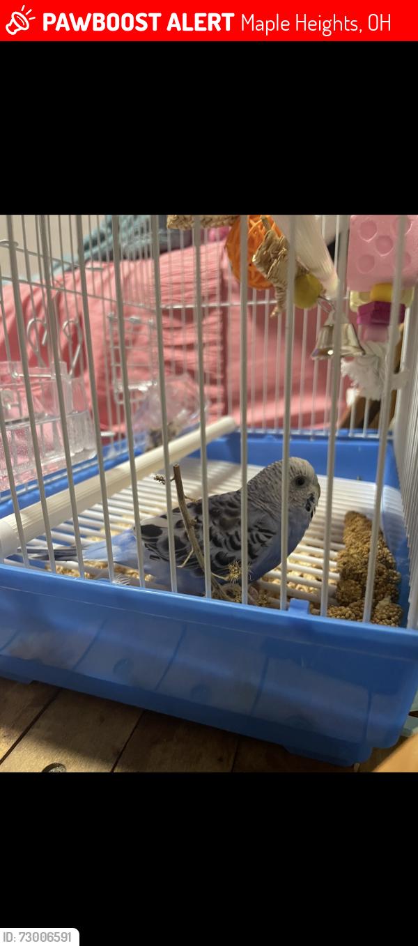 Lost Male Bird last seen Near hses away from 5335 Vine St and Maple Heights boulevard, Maple Heights, OH 44137