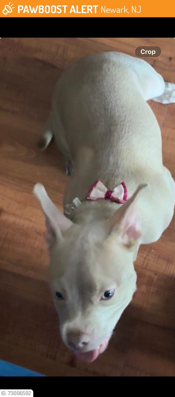Found/Stray Female Dog last seen Muhammad Ali Ave Newark Nj 07108, Newark, NJ 07108