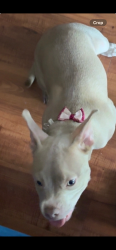 Found/Stray Female Dog last seen Muhammad Ali Ave Newark Nj 07108, Newark, NJ 07108