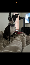 Reunited Female Dog last seen Spot on Networks , North Haven, CT 06473