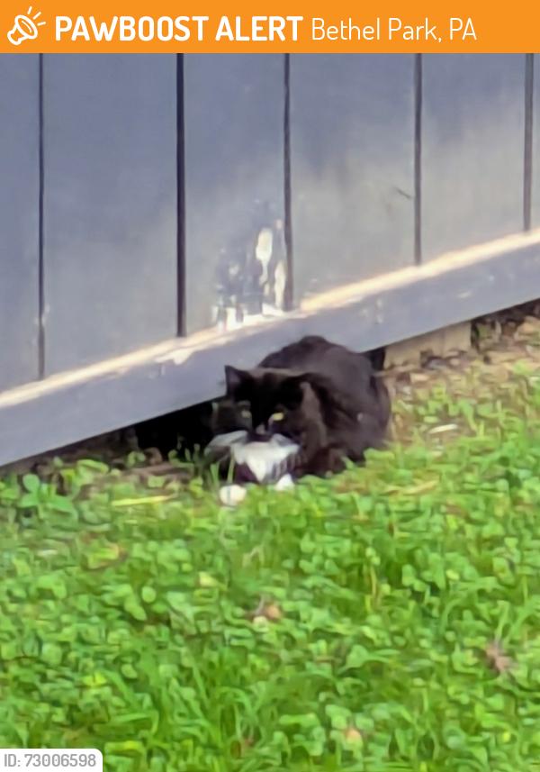 Found/Stray Unknown Cat last seen Highfield and Fruitwood, Bethel Park, PA 15102