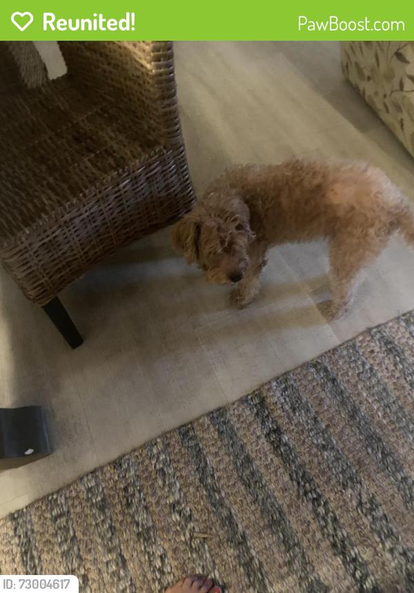 Reunited Female Dog last seen Birch Bay drive and Alderson, Blaine, WA 98230