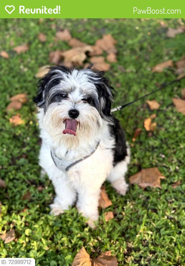 Reunited Female Dog last seen Parker and 8th ave, Gainesville, FL 32607