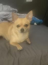 Lost Female Dog last seen thurston rd, Springfield, OR 97478