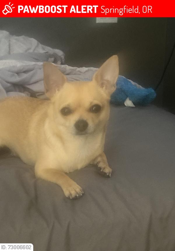 Lost Female Dog last seen thurston rd, Springfield, OR 97478