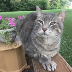Lost Male Cat last seen Truman’s Rd & N. Union St, Independence, MO 64050