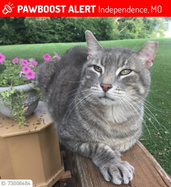 Lost Male Cat last seen Truman’s Rd & N. Union St, Independence, MO 64050