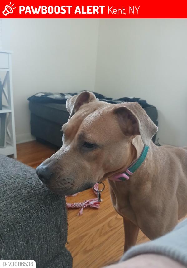 Lost Female Dog last seen Lakeshore Rd, Kent, NY 14477