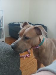 Lost Female Dog last seen Lakeshore Rd, Kent, NY 14477