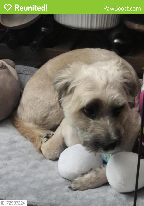 Reunited Female Dog last seen Street adjacent to Miami dade dump also looked around Roberta Hunter Park all the way to publix., Miami, FL 33177