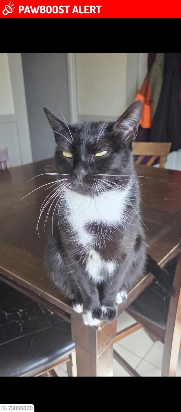 Lost Female Cat last seen Near beta avenue, Cleveland ohio, Newburgh Heights, OH 44105