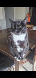 Lost Female Cat last seen Near beta avenue, Cleveland ohio, Newburgh Heights, OH 44105